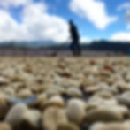 A close up of unroasted coffee beans beingfarmed by a farmer blurred out in the background.
