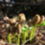 A coffee bean plant sprouting up from the dirt.